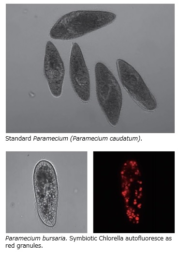 ciliophora paramecium