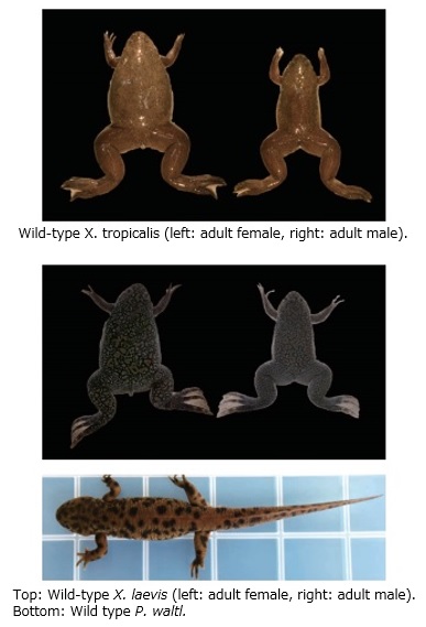 Ciclo De Vida De Xenopus Laevis