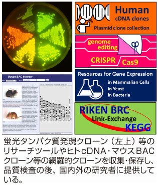 nbrp